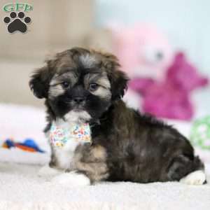Prince, Lhasa Apso Puppy